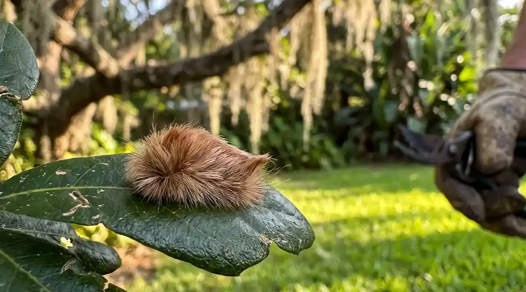 puss caterpillar sting